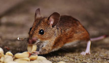 24 Hour & Emergency Exterminators in Ozark, AL